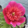 Paeonia officinalis 'Anemoniflora' - Varajane pojeng 'Anemoniflora' C7/7L